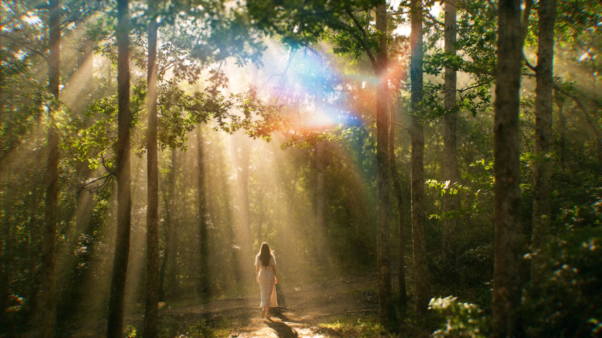Forest light rays after Halobloom: Film Grain, Film Looks, Lens Blur, Light Leaks, Vignette