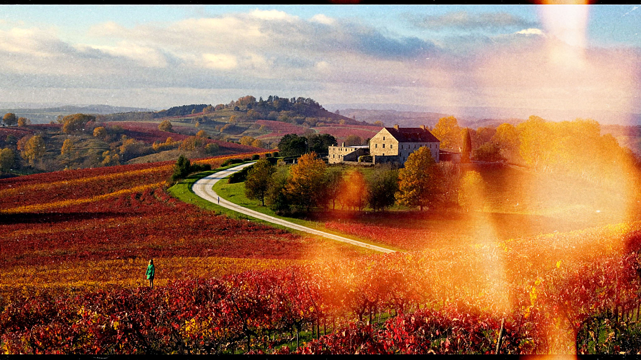 Autumn vineyard after Halobloom: Film Burns, Film Grain, Film Looks