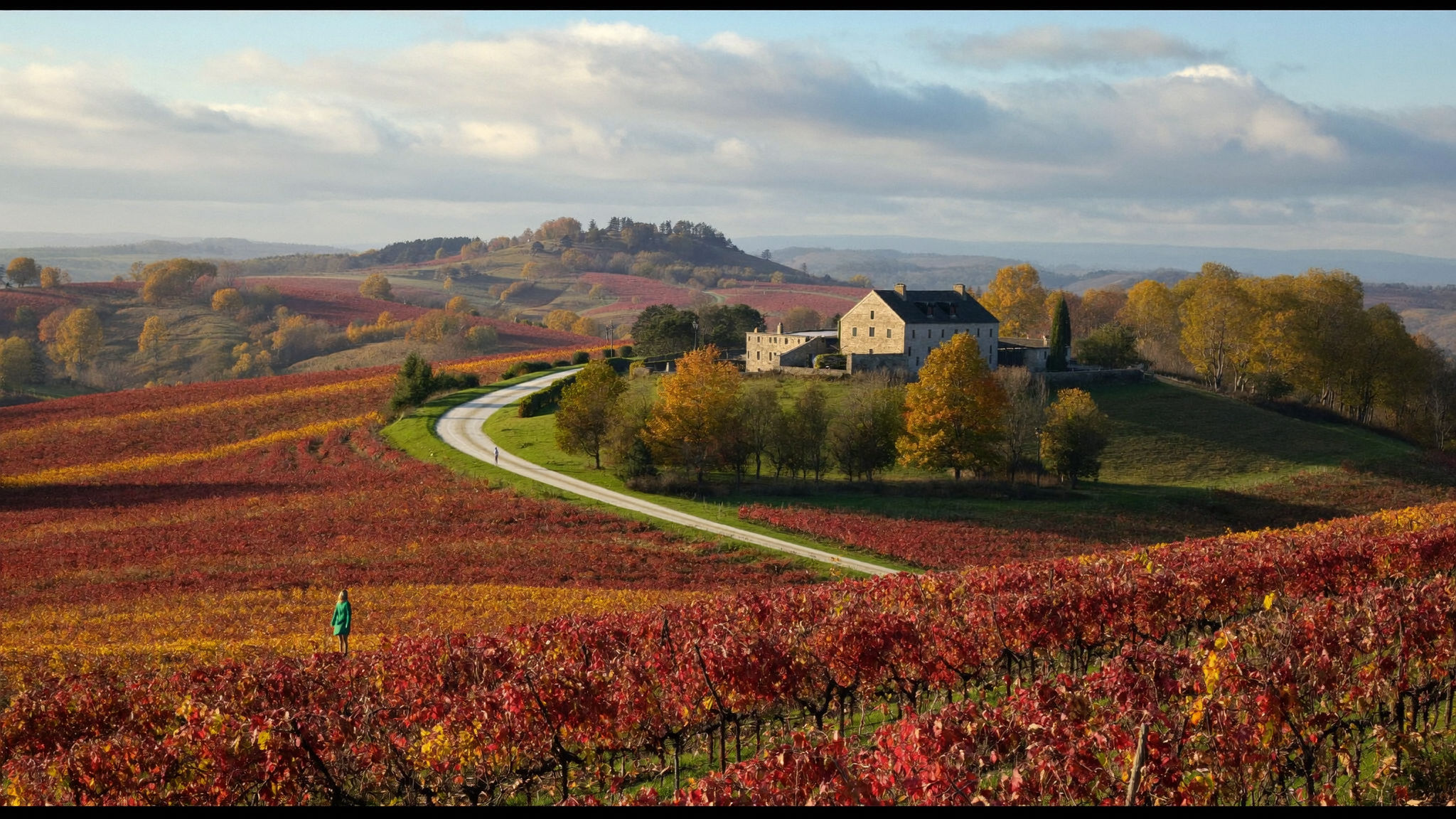 Original photograph, autumn vineyard, without Halobloom